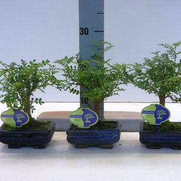 Zanthoxylum piperitum