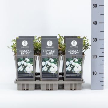 Rosa CRYSTAL FAIRY