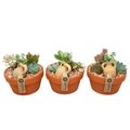 Composizione Succulents