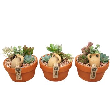 Ετοιμασίες Succulents