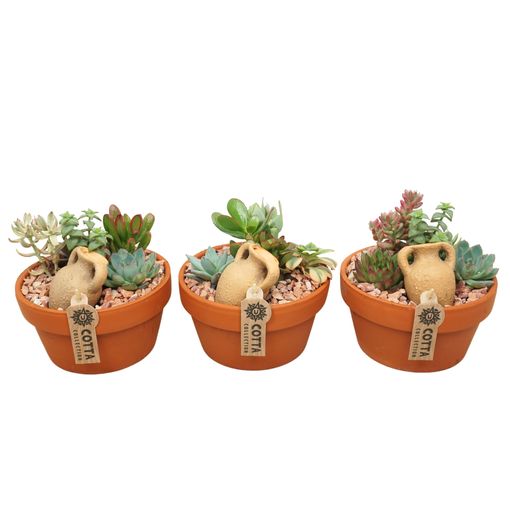 Arranjo Succulents