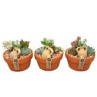 Arranjo Succulents