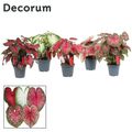 Caladium MIX