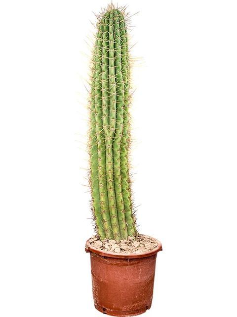 Echinopsis atacamensis pasacana