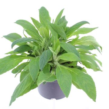 Digitalis purpurea 'Dalmatian White'