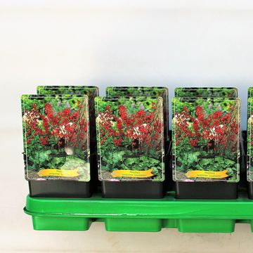 Heuchera sanguinea 'Leuchtkäfer'