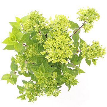 Hydrangea paniculata PINKLIGHT
