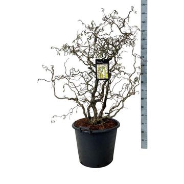 Corylus avellana 'Contorta'