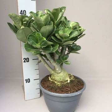 Adenium obesum