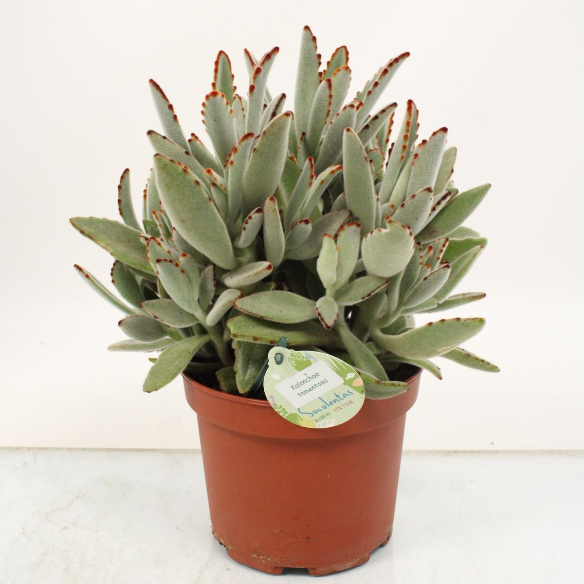 Kalanchoe Tomentosa Plantegrossist FlorAccess