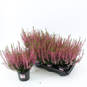 Calluna vulgaris GARDEN GIRLS GINA
