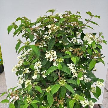 Viburnum plicatum 'Watanabe'