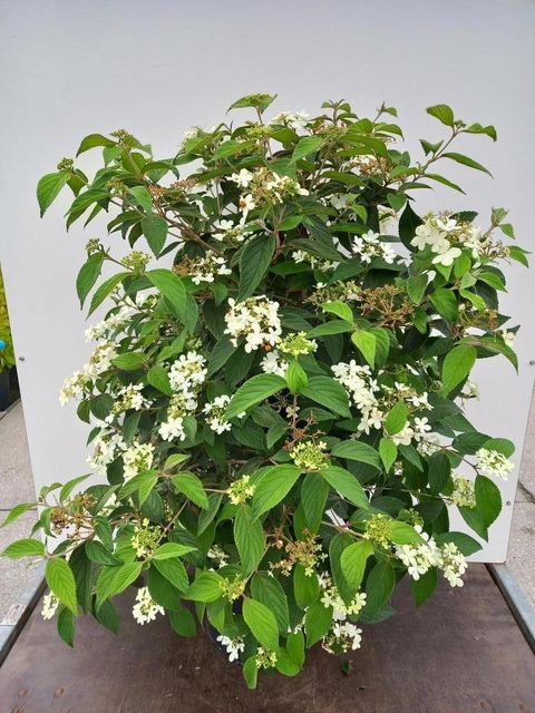 Viburnum plicatum 'Watanabe'
