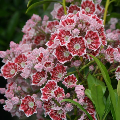 Kalmia latifolia 'Pinwheel'