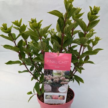 Hydrangea paniculata PINKLIGHT