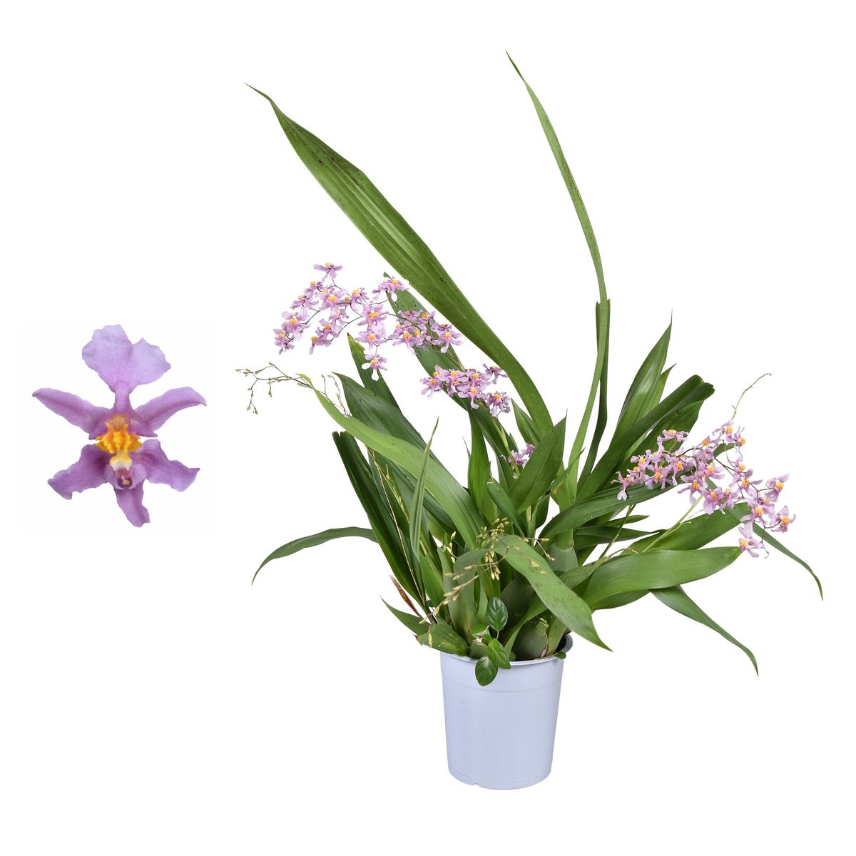 Oncidium, orchidée d'exception | Rue Des Fleurs | fleuriste à Nancy