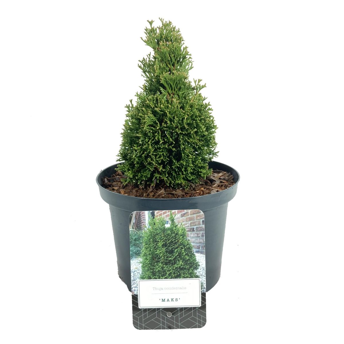 Thuja occidentalis 'Maks'  Plant Wholesale FlorAccess