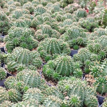 Euphorbia susannae