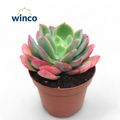 Echeveria 'Luella'
