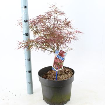 Acer palmatum 'Red Pygmy'