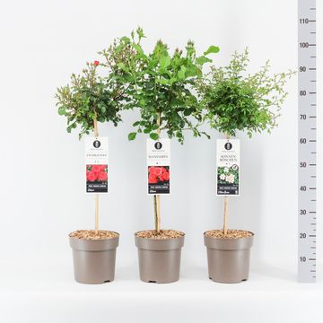 Rosa STANDARD CLASSIC ROSES MIX