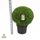 Buxus sempervirens