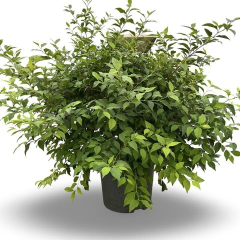 Styrax japonicus