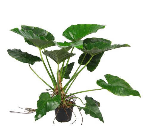 Philodendron giganteum