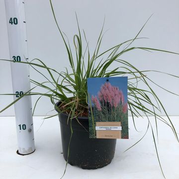 Cortaderia selloana 'Rosea'