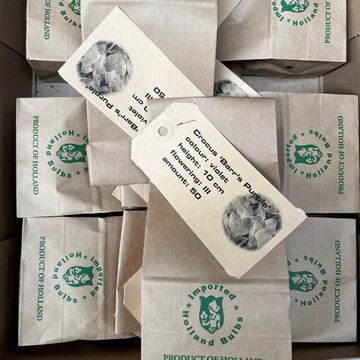 Crocus tommasinianus 'Barr's Purple'