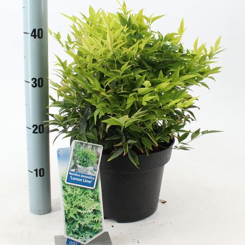 Nandina domestica MAGICAL LEMON & LIME