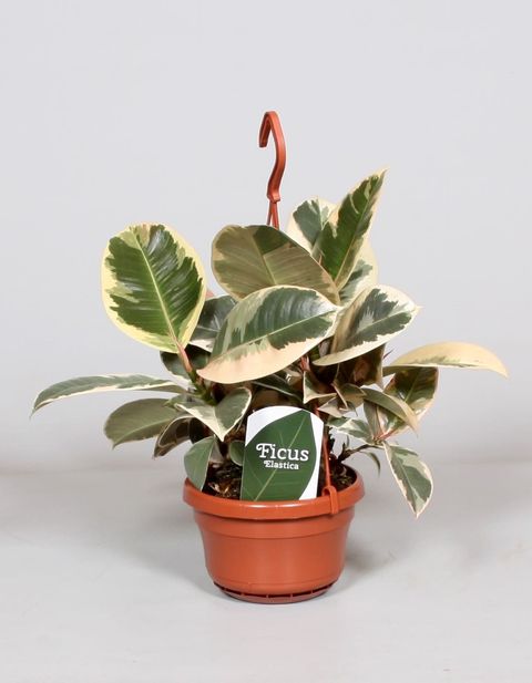 Ficus elastica 'Tineke'