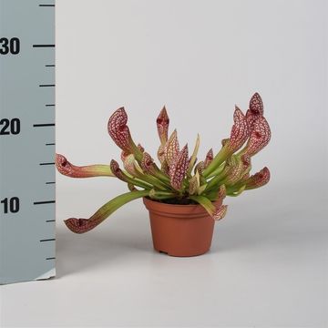 Sarracenia 'Scarlet Belle'