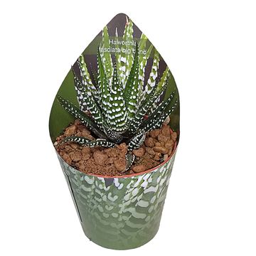 Haworthia fasciata 'Big Band'