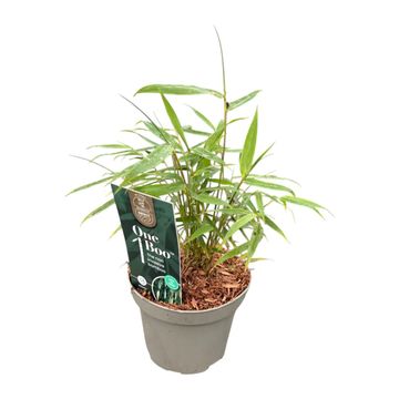 Fargesia robusta 'Pingwu'