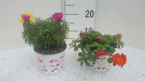 Portulaca grandiflora MIX