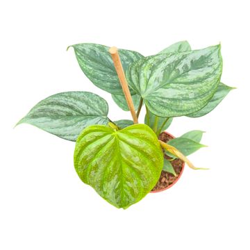 Filodendro 'Majestic'