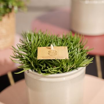 Senecio archeri 'Himalaya'