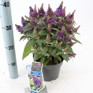 Buddleja davidii BUTTERFLY CANDY LITTLE LILA