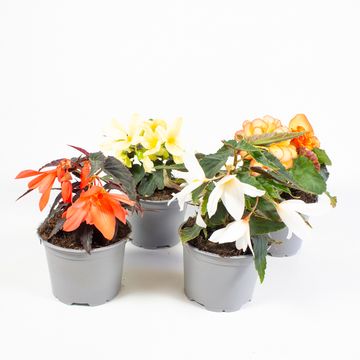 Begonia TUBEROSA MIX