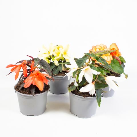 Begonia TUBEROSA MIX