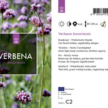 Verbena bonariensis