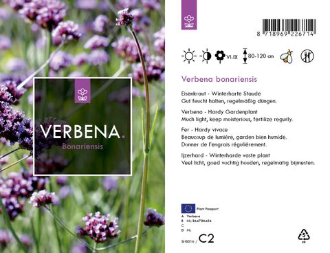 Verbena bonariensis