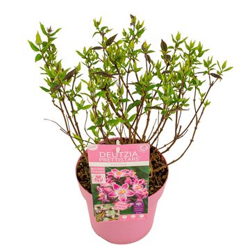 Deutzia MILLION STARS PINK CLOUD