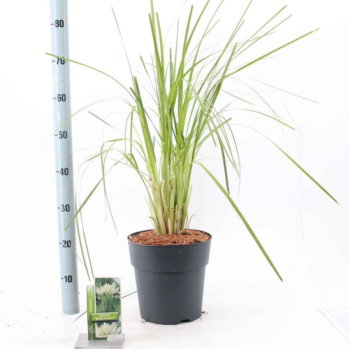 Acquistare Cortaderia Selloana 'White Feather' - Erba della Pampas  (Confezione da sei)? Ordinate online su Florablom