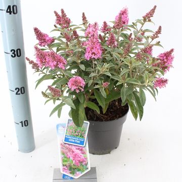 Buddleja davidii BUTTERFLY CANDY LITTLE PINK