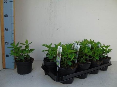 Mentha spicata SPEARMINT