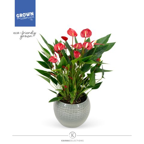 Anthurium ANDRAEANUM MIX