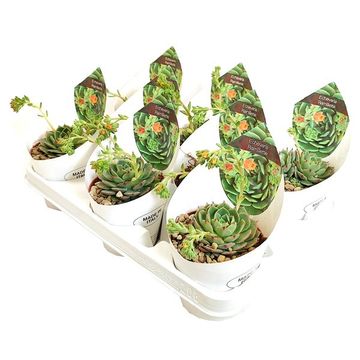 Echeveria 'Ramillette'