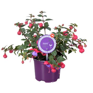 Fuchsia BELLA FUCHSIA MARIA